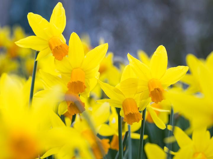 Taj 51 Buckingham Gate Suites and Residences | London | 7